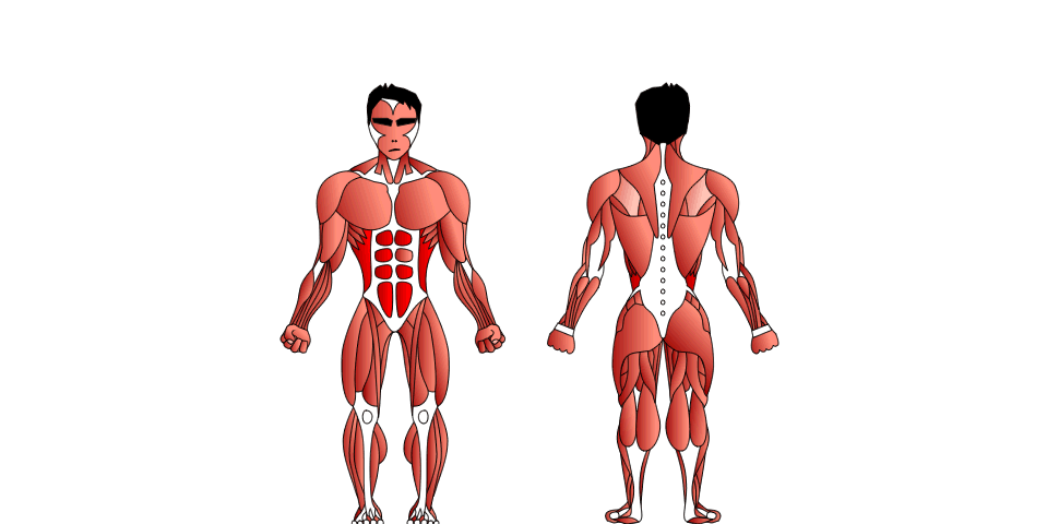 Los Músculos Abdominales