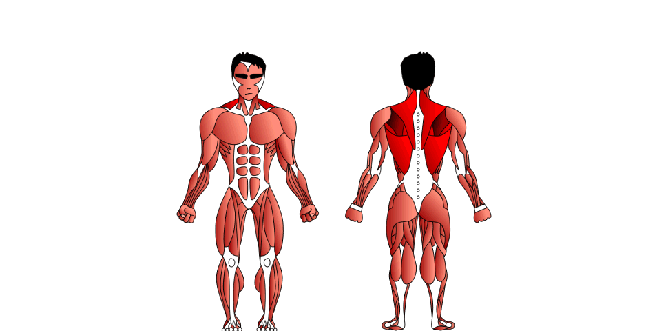 Los Músculos de la Espalda