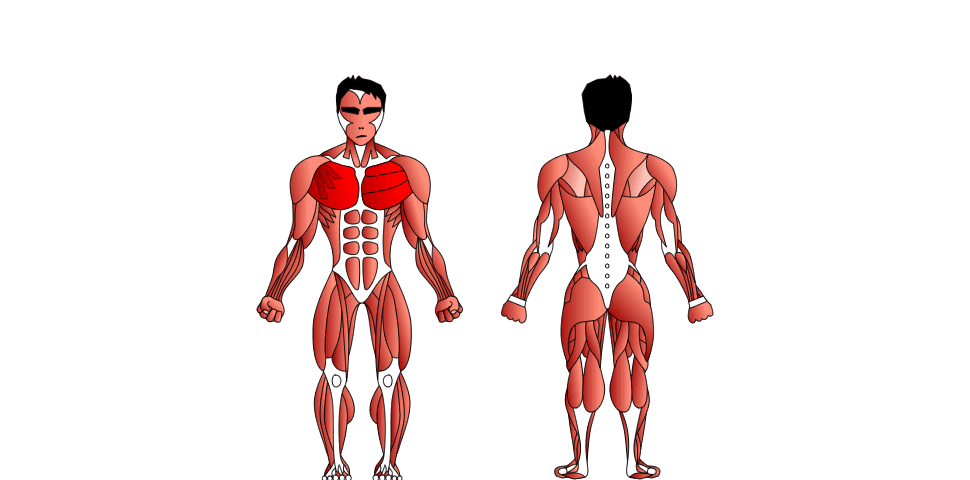 Músculos del Pecho - Pectoral Mayor & Menor