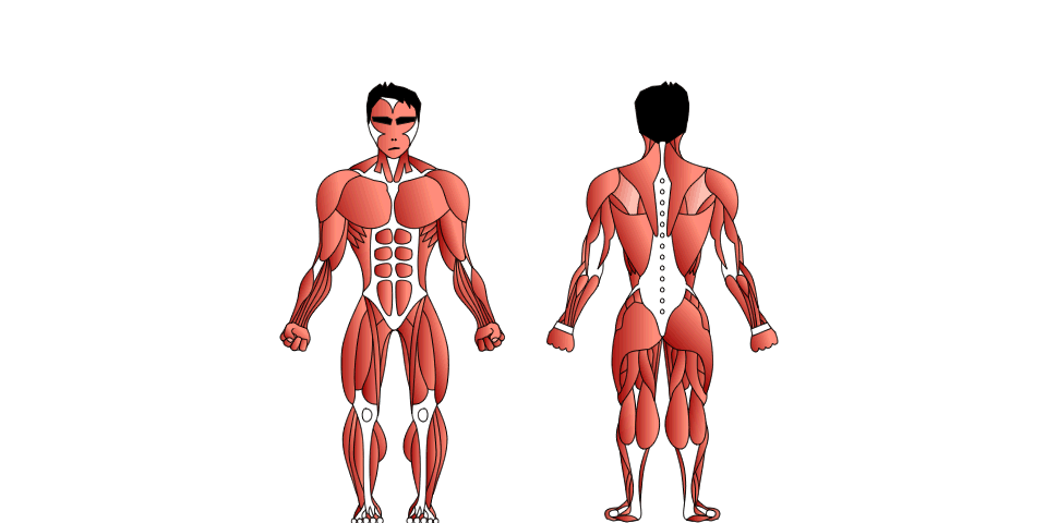 The Skeletal Muscle System of the Human Body
