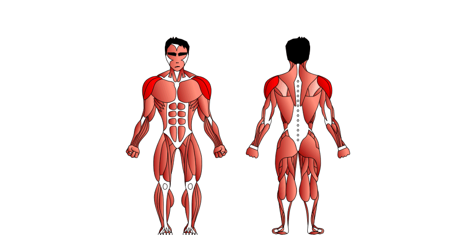 Shoulder Muscles - Deltoids