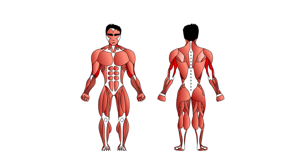 Músculo Tríceps Braquial